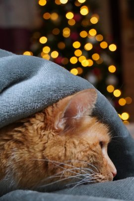 Katze versteckt