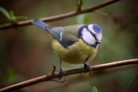 Blaumeise