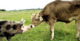 Kalb Paul und Schwein Mariechen geben sich auf einer Wiese einen Kuss.
