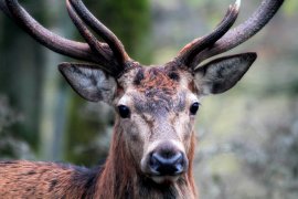 Hirsch