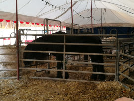 Pferd