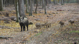Wildschweinfamilie im Gatter