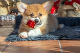 Ein Hund mit einem Miniaturgeschenk im Mund.