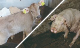 Kalb/Schwein