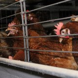 Illegale Käfighaltung aufgedeckt!