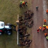 Absurd: Gatterjägermeister Mayr-Melnhof kritisiert Wildreduktionsgatter in Tirol
