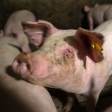 Einladung: VGT-Aktion zeigt hohe Krankheits- und Verletzungsrate bei Vollspaltenboden