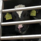 VGT begrüßt Tierschutz-Gipfeltreffen