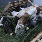 Kälbertransporte: Landwirtschaft sieht keinen Handlungsbedarf