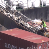 Unglaubliche Resonanz zu Kälbertransport-Aufdeckung