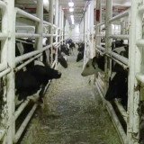 Erinnerung: Mittwoch Kälberprotest gegen Tiertransporte vor Landwirtschaftsministerium