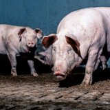 Erinnerung/ Rollentausch: Schweine im Bett – Menschen auf Vollspaltenboden