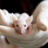 E-Mail-Protest: JKU soll tierversuchsfrei bleiben