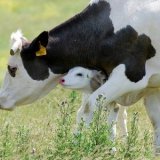 Tierschutzarbeit wird ungebrochen weitergeführt!