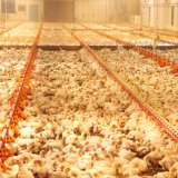 Gefahr aus der Intensiv-Tierhaltung