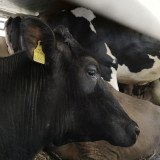 Tiertransporte: Erlass war längst überfällig