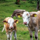 VGT kritisiert: Köstinger fördert konventionelle Kuhmilch statt Bio oder Alternativen