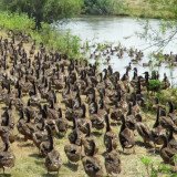 Trotz Verbots Enten auf der Leitha ausgesetzt – VGT zeigt Jäger_innen an