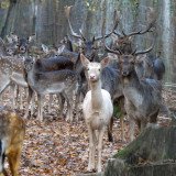 Tierschützer_innen dokumentieren Treibjagd im Gatter von Mensdorff-Pouilly