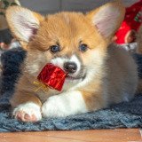 Geschenkpatenschaft und Geschenkspende