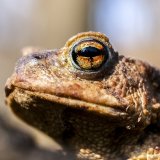Tierschutz als "Verkehrspolizei" für Kröten