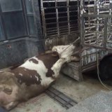 VGT fordert Rücktritt von LR Christian Gantner als Tierschutzlandesrat