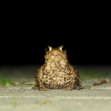 Einladung zum Vortrag: Amphibien-Schutz 2020