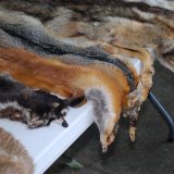 ORF Salzburg: Pro-Pelz und -Jagd Belangsendung von tierschutzfeindlicher Redakteurin