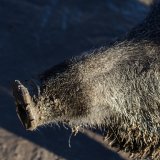 Salzburger Landesrat Schwaiger wortbrüchig: Fütterungsausnahme für Jagdgatter