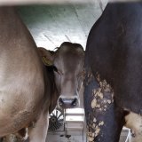Aktuelle Zahlen belegen: Österreichische Landwirtschaft auf Irrwegen. Zu viel Milch, zu viele Kälber.