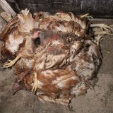 Illegale AMA-Legehennenhaltung aufgedeckt!