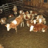 VGT deckt auf: Skandalöser Kuhstall in NÖ, Rinder versinken im Kot!