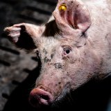 Landwirtschaftsministerin verkündet Ende des Vollspaltenbodens in der Schweinehaltung