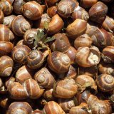 Niemand kümmert sich um die Schnecken