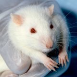 VGT-Kritik an geplanter Reform Tierversuchsgesetz: Essentielles fehlt!