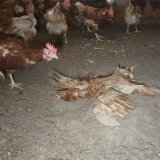 Vergaste Kücken, tote Hennen – in 10 traurigen Schritten vom Huhn zum Ei