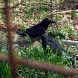 Illegale Tierfalle: Anzeige gegen Jäger
