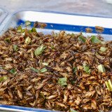 Insekten statt Fleisch?