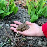 Amphibienrettung "Hanslteich" meldet Erfolge