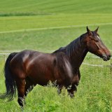 VGT kritisiert: Stadt Wien fördert Fiaker-Tierquälerei mit Steuergeld
