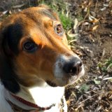 Tafel droht Erschießen freilaufender Hunde an: StA anerkennt, dass das Nötigung ist
