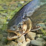 Fische