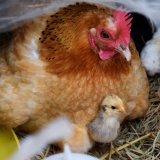 Ein Gedicht für *alle* Mütter! Tierschutz zum Muttertag!
