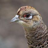 VGT-Recherche zeigt: Fasanerien im Nordburgenland werden bereits abgebaut!