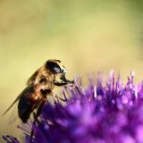 Weltbienentag