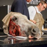 Tierquälerei in Kochshows und Rezepten