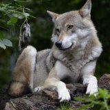 VGT kritisiert ÖVP-Bürgermeister von Matrei/Osttirol wegen Aufruf zu Wolfsabschuss