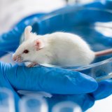 Tierversuche: keine Kontrolle, Genehmigungs-Kommissionen oder Schaden/Nutzen Abwägung