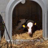 Offener Protest am Weltmilchtag