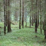 Stadt Wien baut das Wintergatter für Hirsche im Schwaigtal in der Obersteiermark ab!